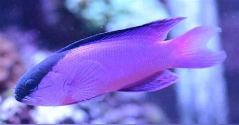 fish aquarium|AquariumFish.com .